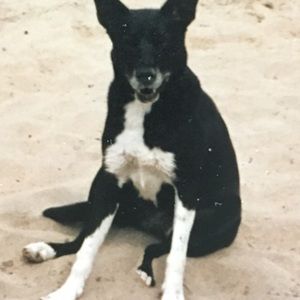 Meet your Posher, Dianne